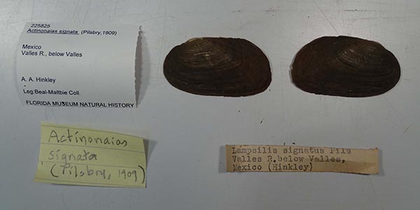 specimen
