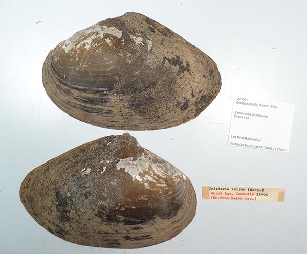 specimen