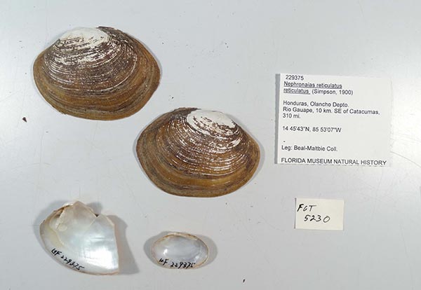 specimen