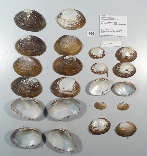specimen