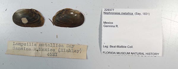 specimen