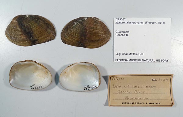 specimen