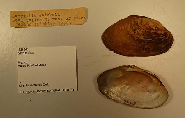 specimen
