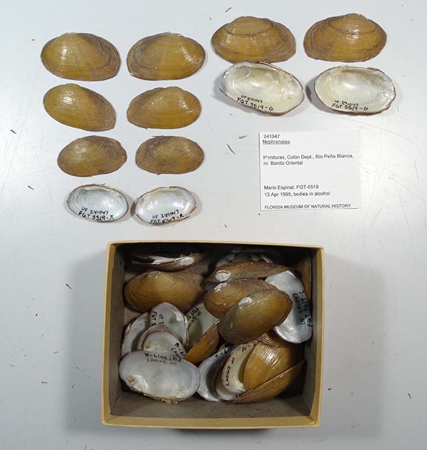 specimen