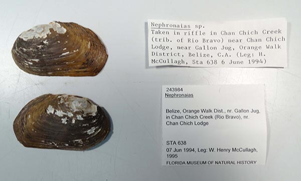 specimen