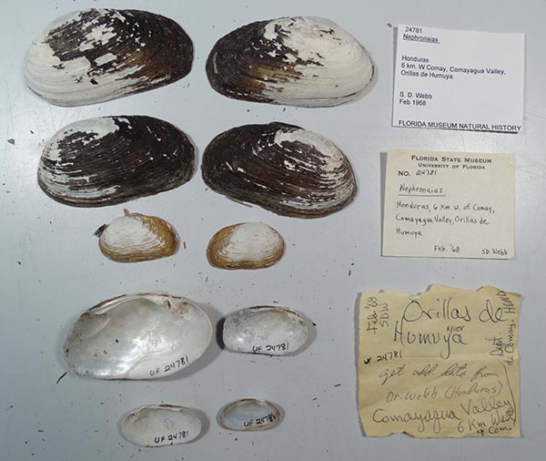 specimen