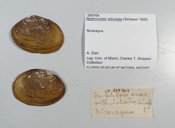 specimen