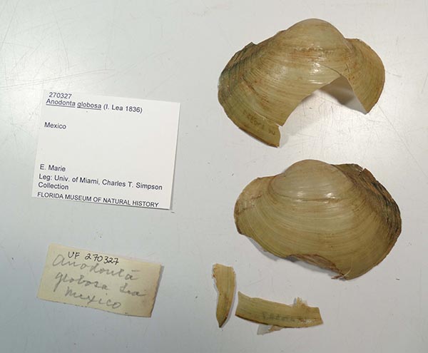 specimen