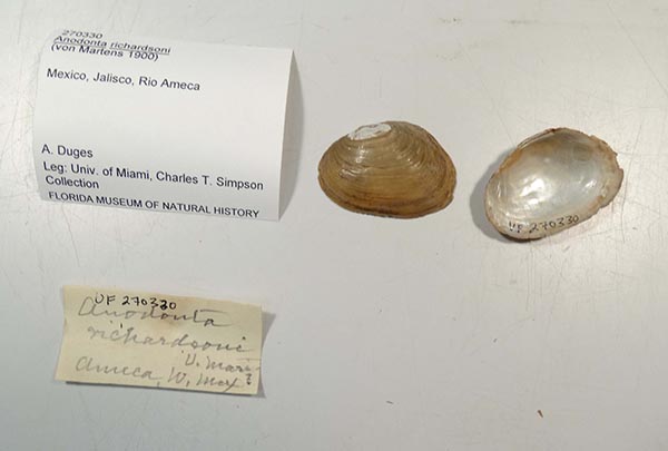 specimen