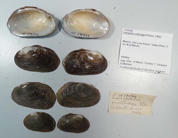 specimen