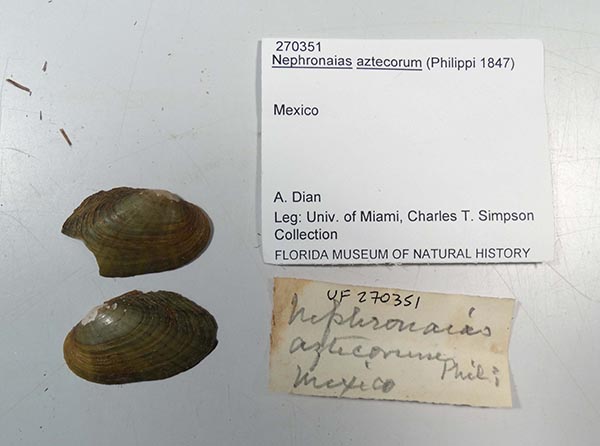 specimen