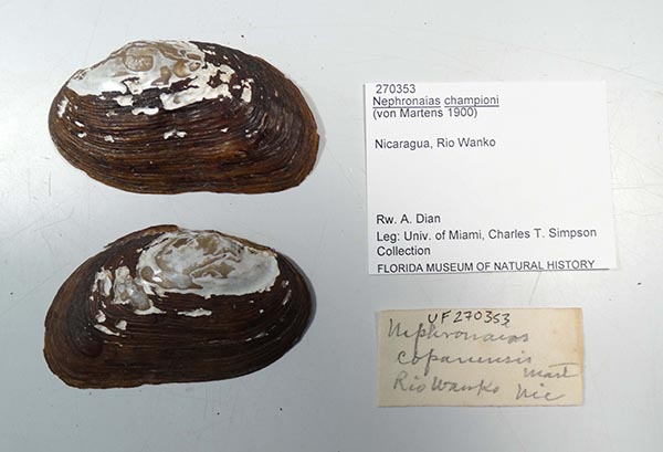 specimen