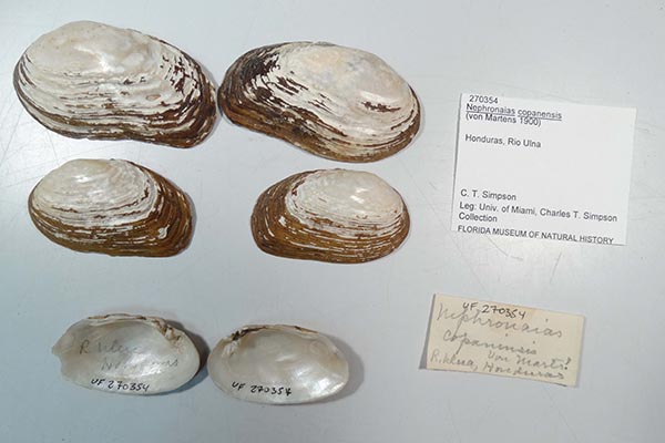 specimen