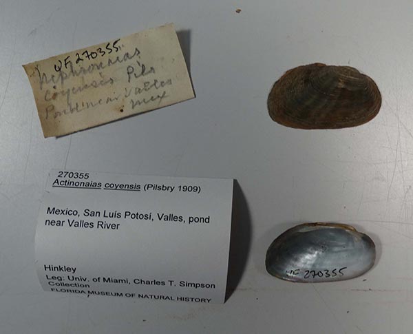 specimen