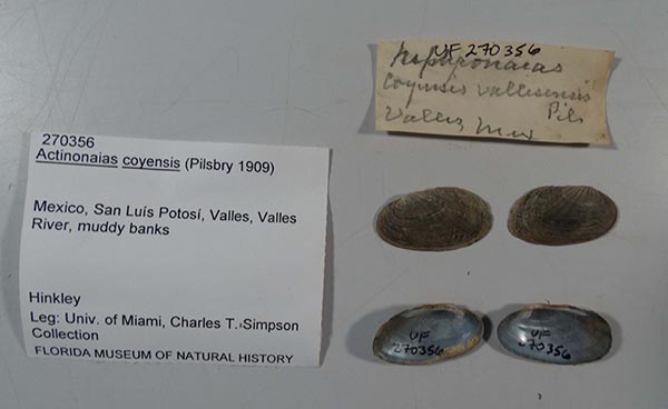 specimen