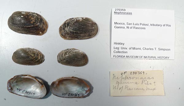 specimen