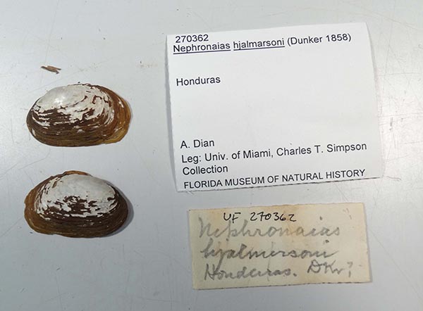 specimen