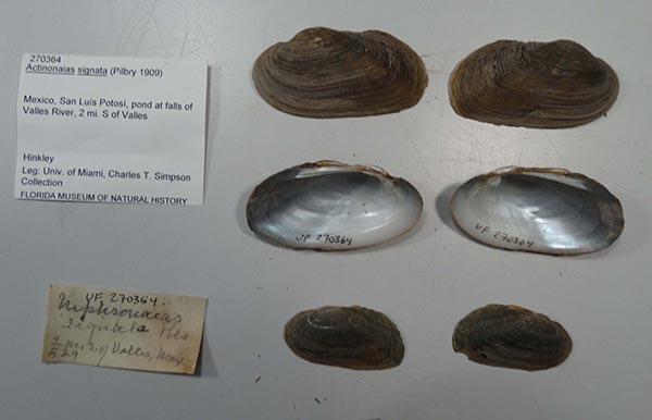 specimen