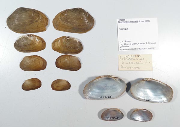specimen