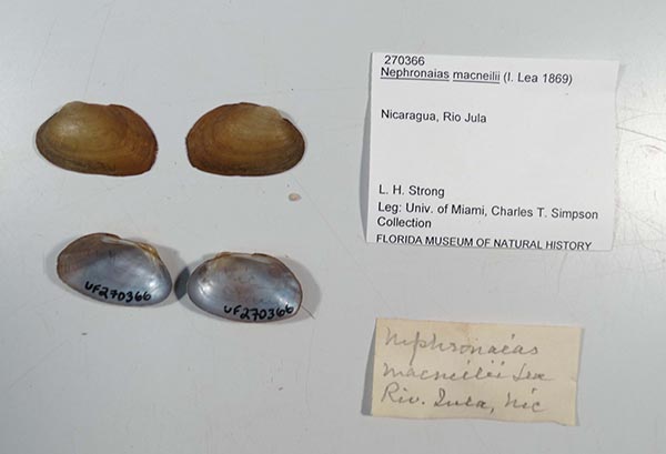 specimen