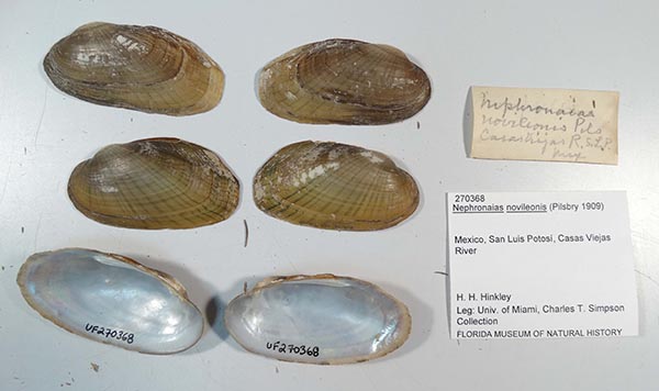specimen