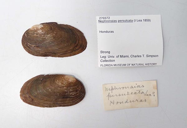 specimen