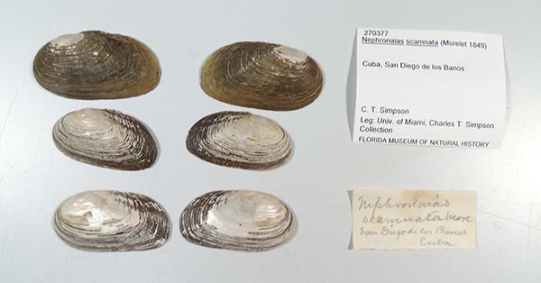 specimen