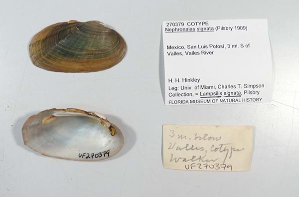 specimen