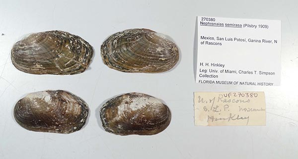 specimen