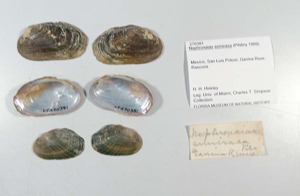 specimen