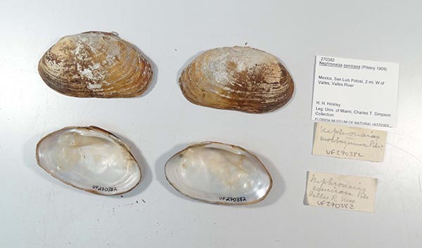 specimen