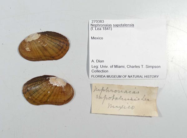 specimen