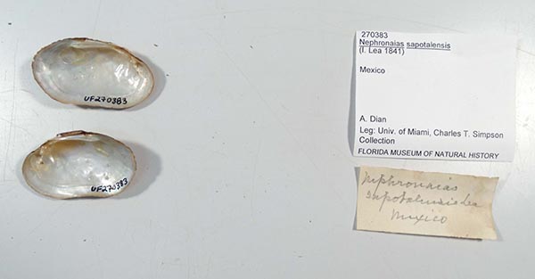 specimen