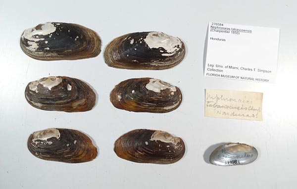 specimen