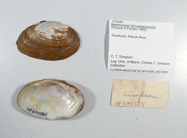 specimen