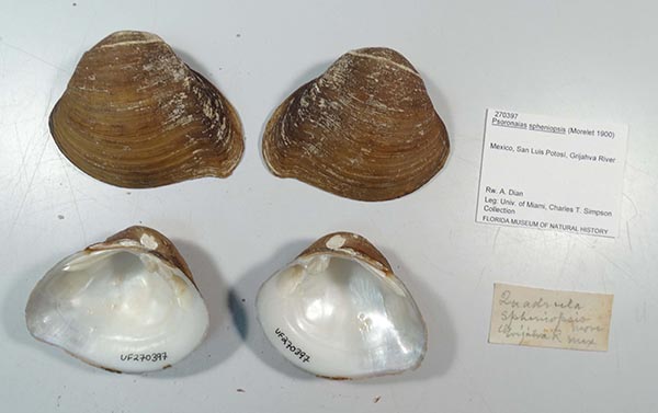 specimen