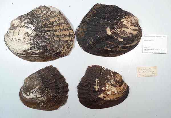 specimen