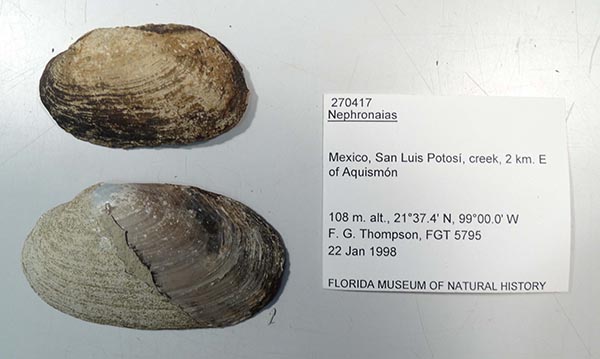 specimen