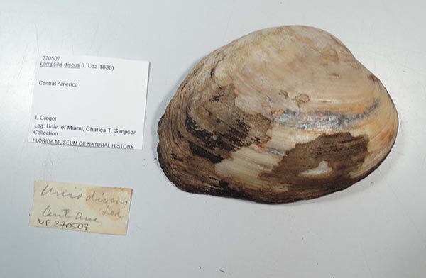 specimen