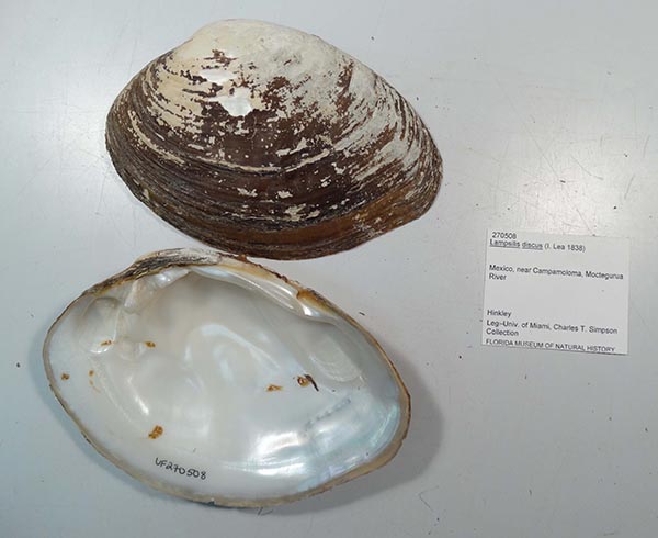 specimen