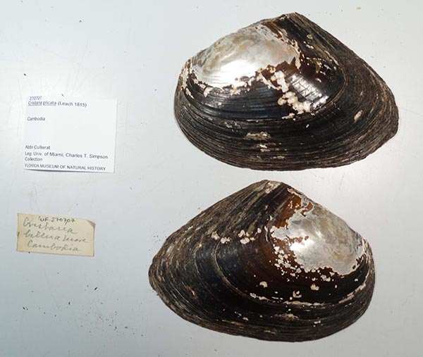specimen