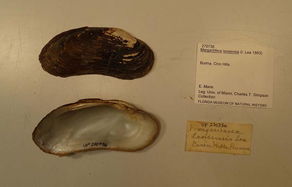 specimen