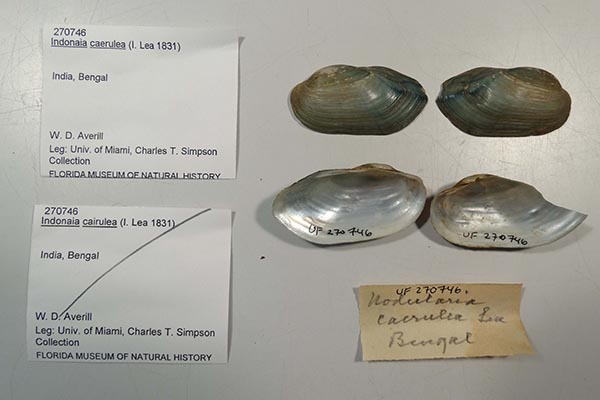 specimen