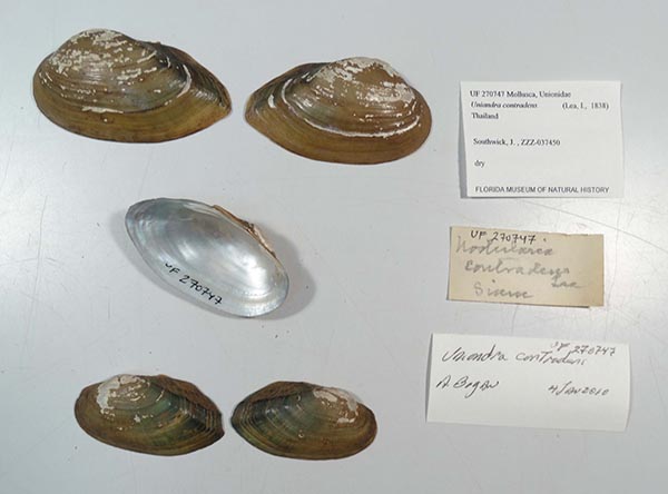 specimen
