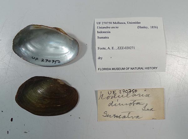 specimen