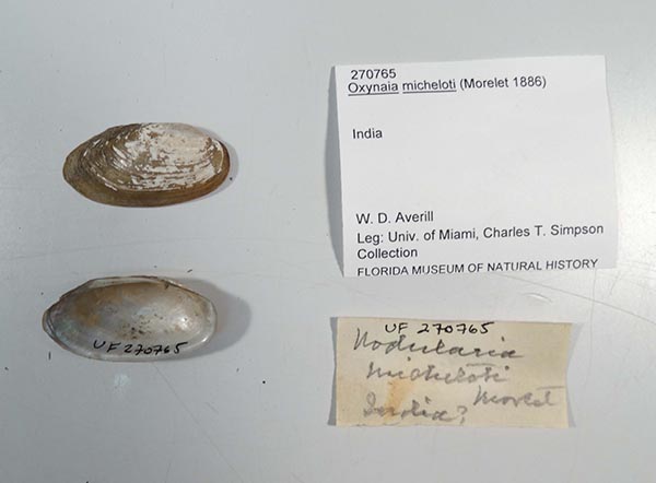 specimen