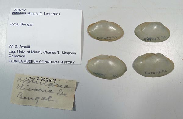 specimen