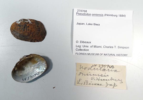 specimen