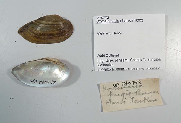specimen