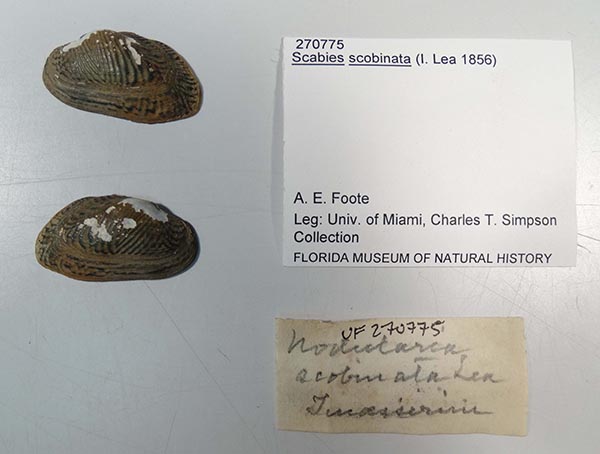 specimen